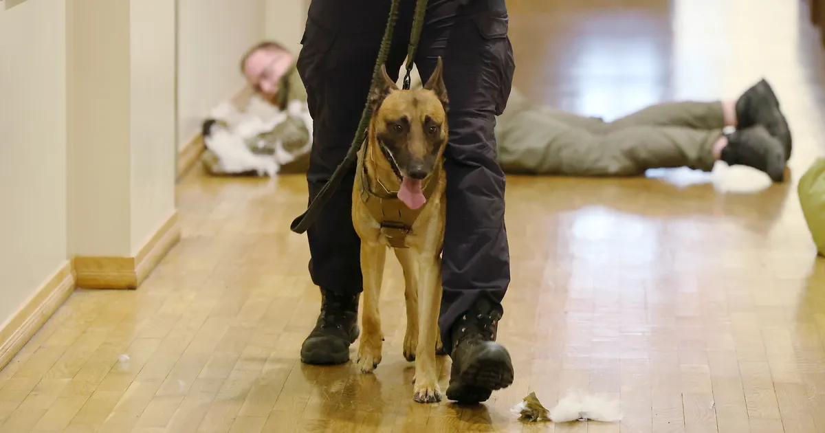 Teenistuskoer hammustas juhuslikku möödujat