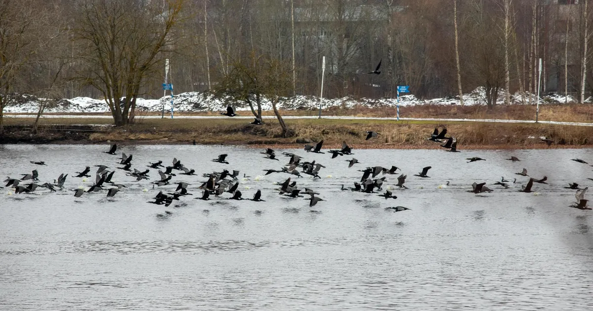 Kormoran alustab valitsemist