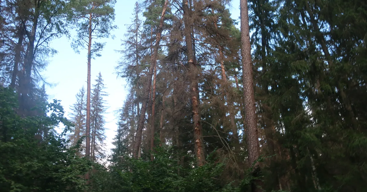 Rootsi kontsern paneb Baltikumis müüki mitmete miljonite eest metsa