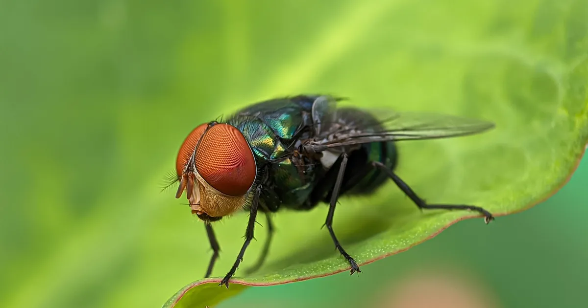 Need pirisevad kuritegude tunnistajad võivad paljastada isegi vägistajaid
