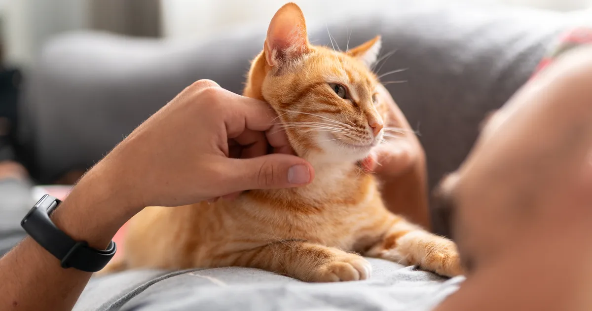 5 asja, mis teevad te kassi terveks ja õnnelikuks