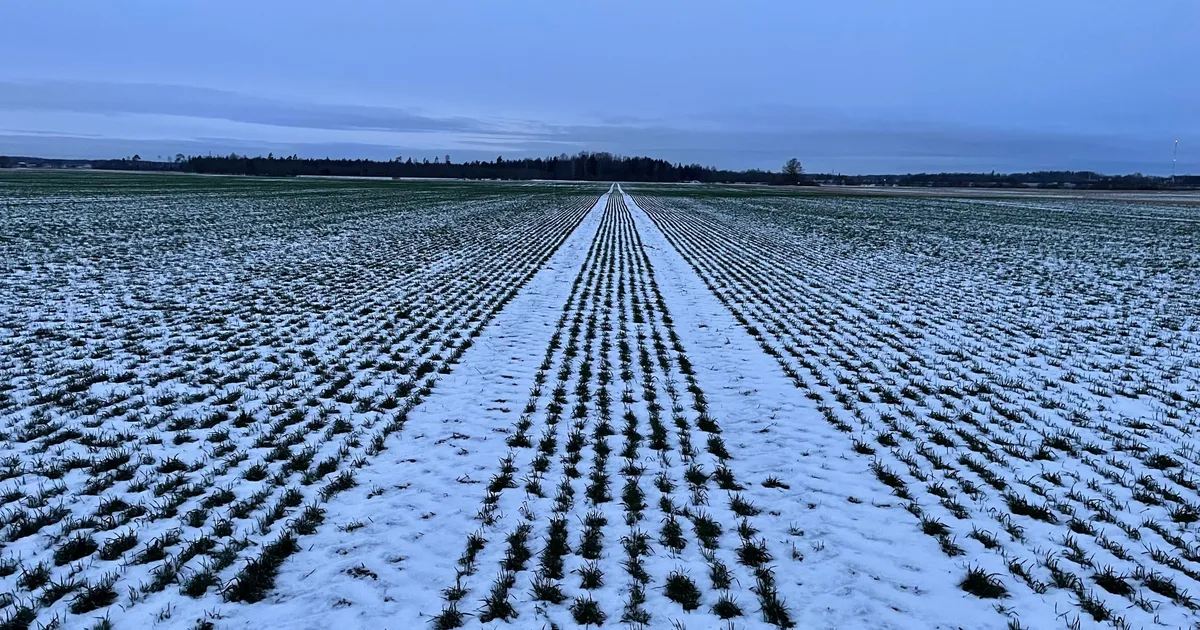 Detsember ei pakkunud stabiilseid talvitumistingimusi