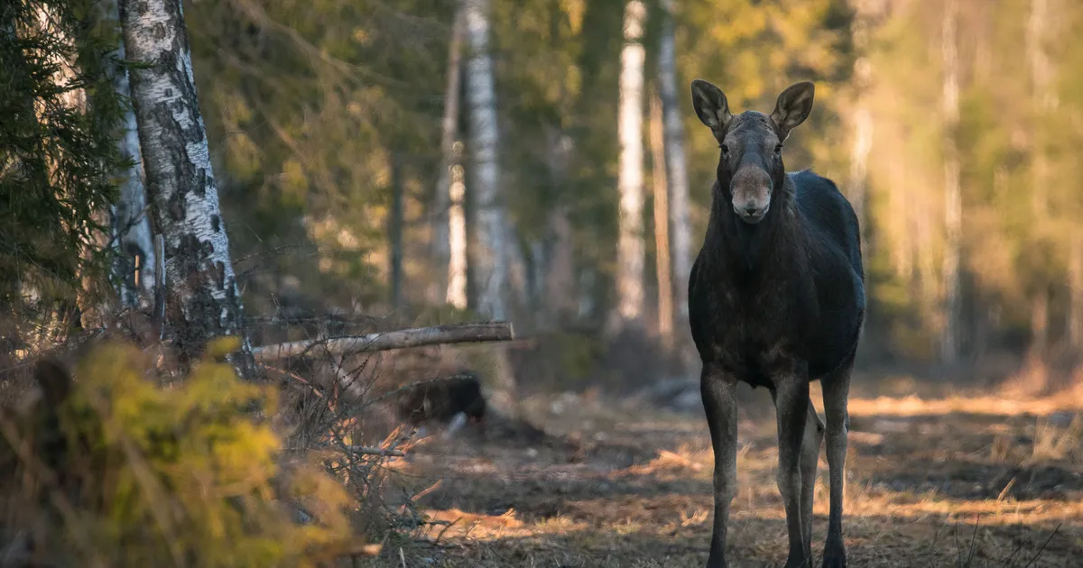 Aasta loomaks valiti karismaatiline suur imetaja