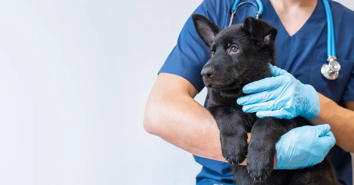 Loomaarst avaldas koeratõu, mis teda enim hirmutab: nende pöörane käitumine teeb mind ärevaks!