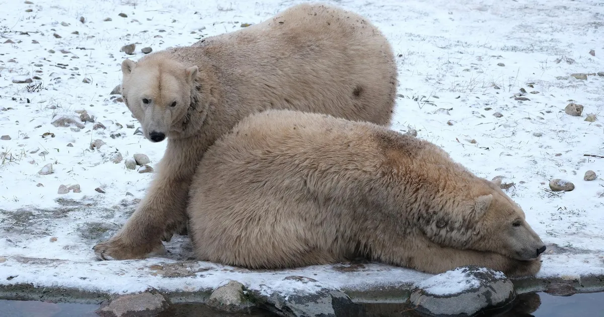 Vaata, kuidas Tallinna loomaaia asukad lumerõõme nautisid