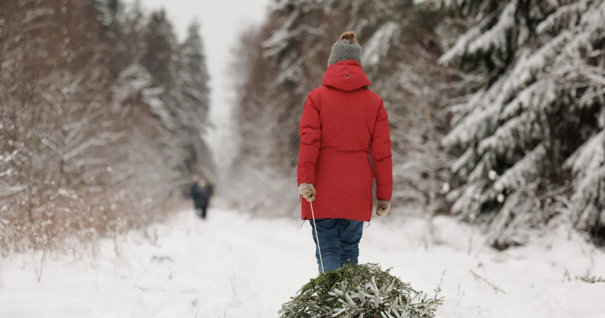 Riigimetsast toodi tänavu ligi 9000 jõulupuud