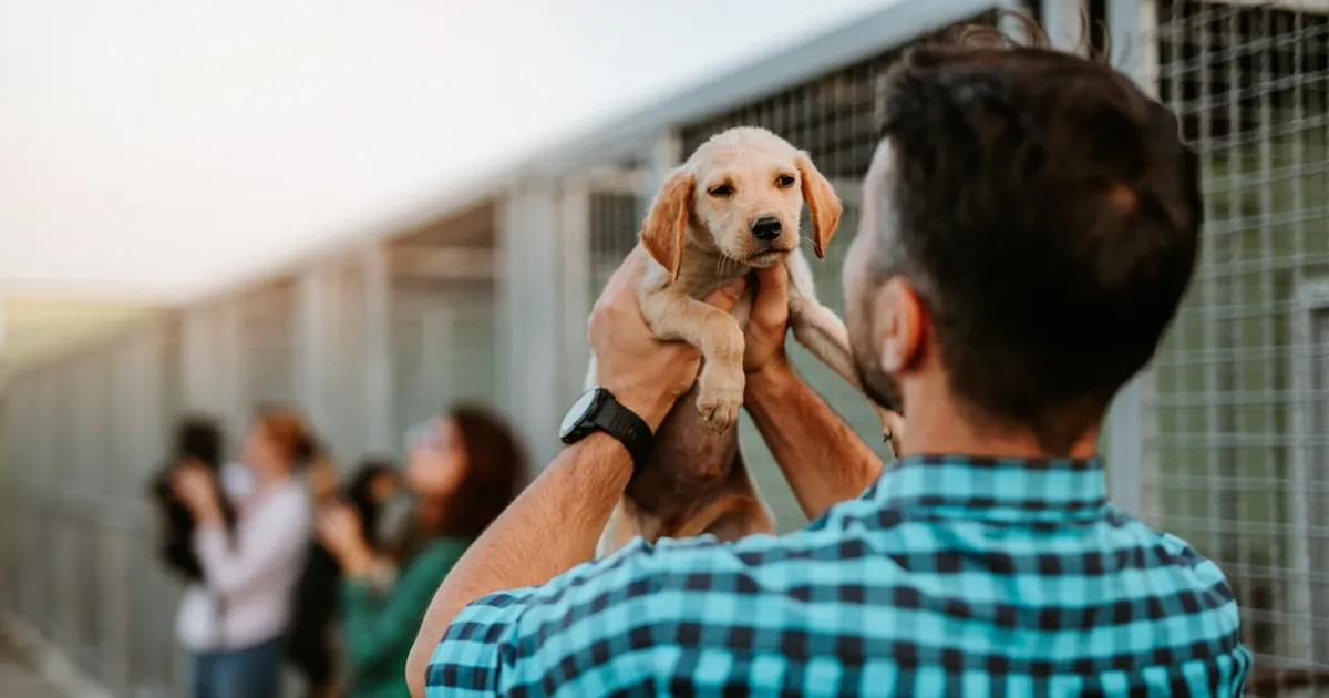SÜDAMLIK VIDEO ⟩ Varjupaiga kutsikas ja mees leidsid teineteist silmapilkselt