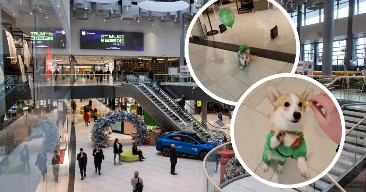 TIKTOKI SKANDAAL ⟩ Ülemiste keskuses tegutsevat tiktokkerit süüdistatakse looma julmas kohtlemises