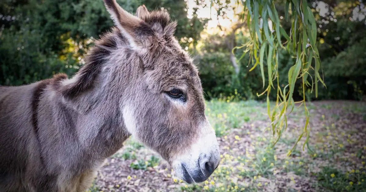 Suri «Shreki»​ filmi inspireerinud eesel