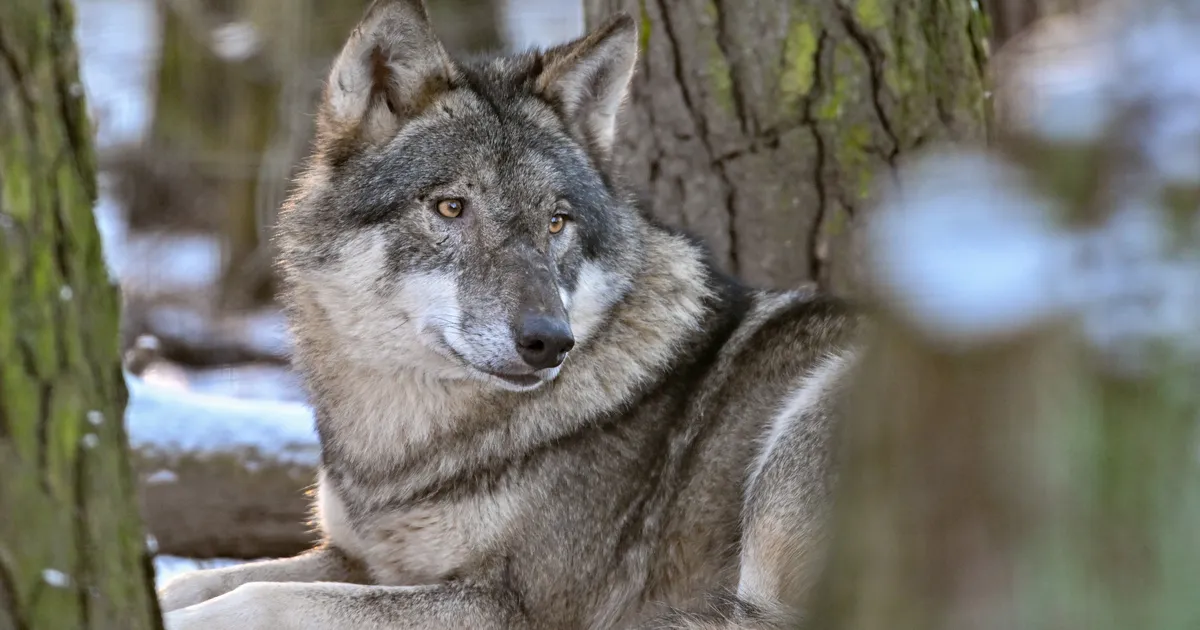 Rootslased hakkasid hunte maha laskma