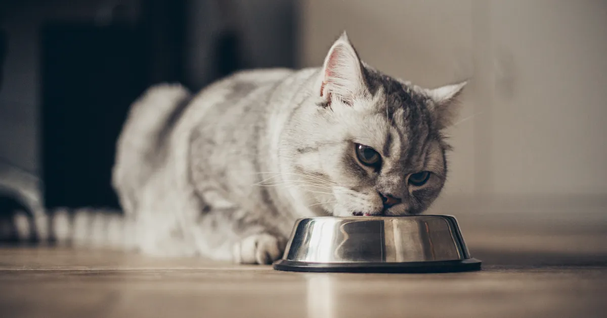 Loomaarst vastab: miks kass hambaid krigistab?