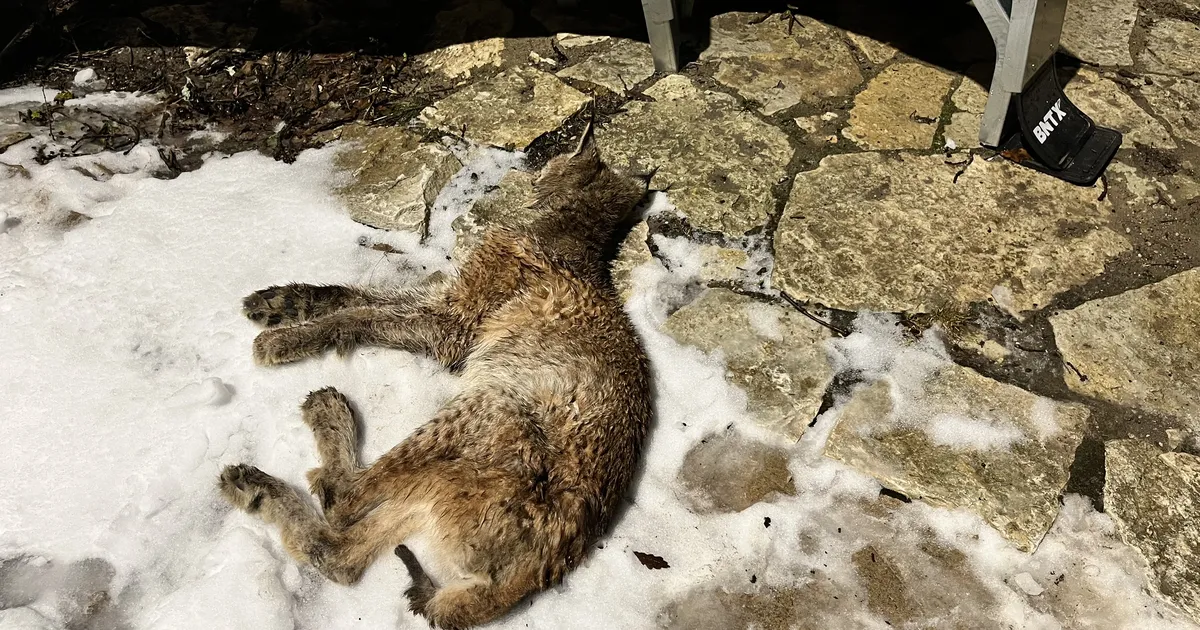 Raplamaal leiti tehasehoone eest surnud ilves