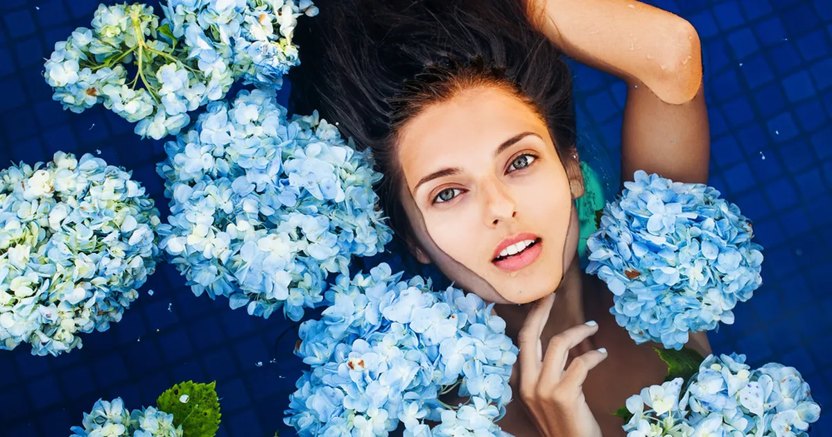 TAPPEV VEETLUS ⟩ Mõjuv põhjus, miks ei tohiks hortensiat toas kasvatada