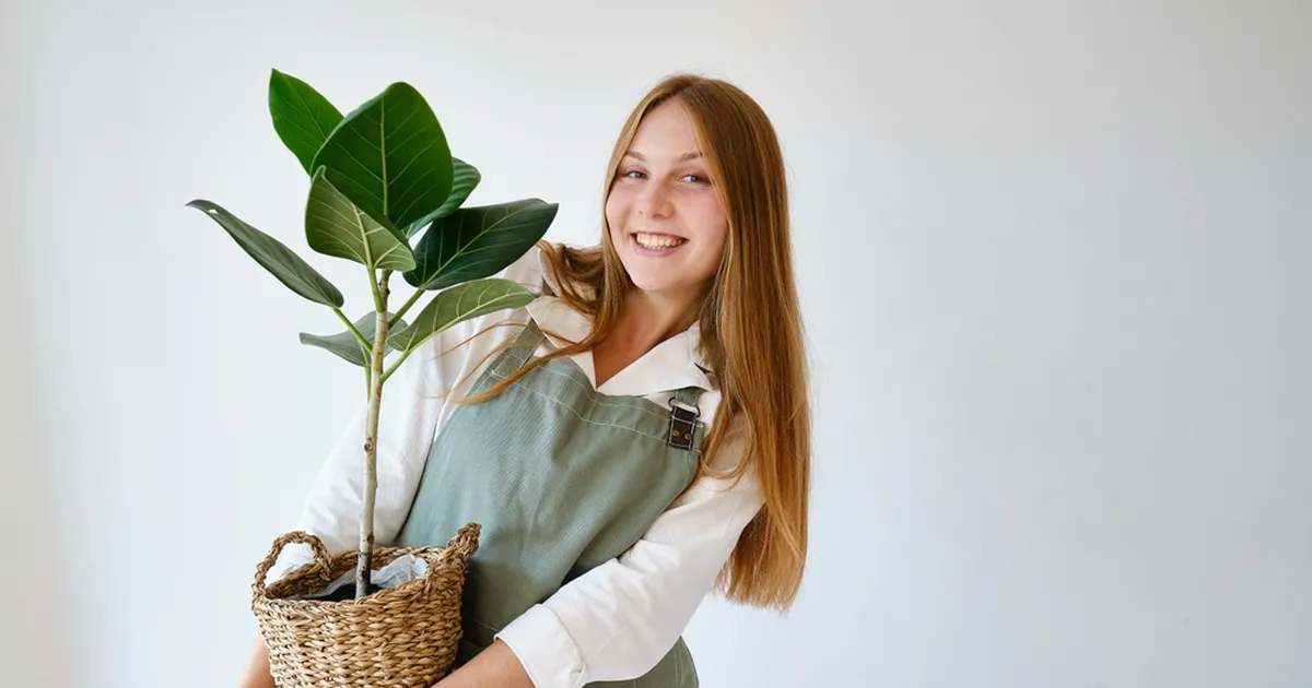 KODUNE KIIRABI ⟩ Selle lihtsa trikiga turgutad kummipuu uuele elule
