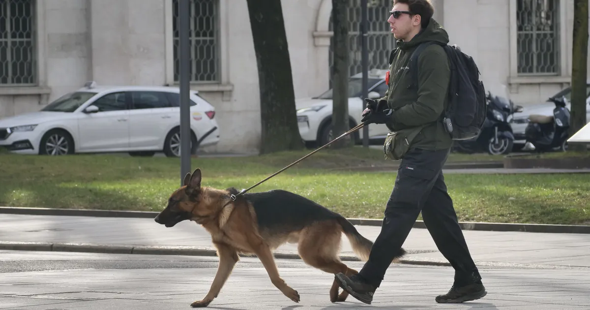Itaalia muuseumid pakuvad külastajate meelitamiseks koerahoidu