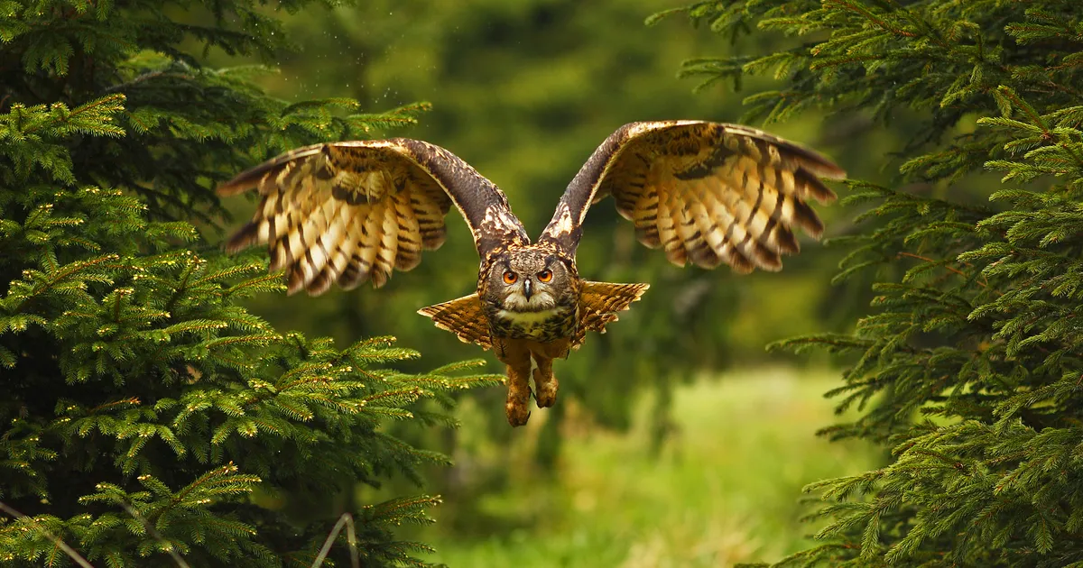 ÕHUTÕRJE ÖÖKULL ⟩ Vaata, mida teeb Ukraina kakk Vene drooniga
