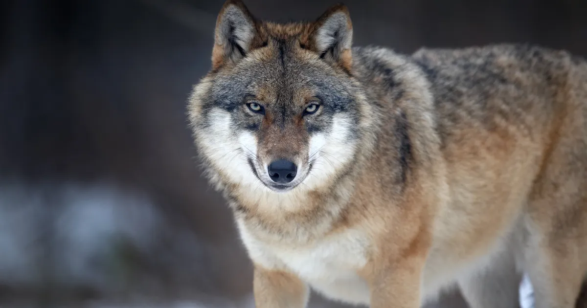 TABEL ⟩ Vaata, kus on sel jahihooajal kütitud kõige rohkem hunte