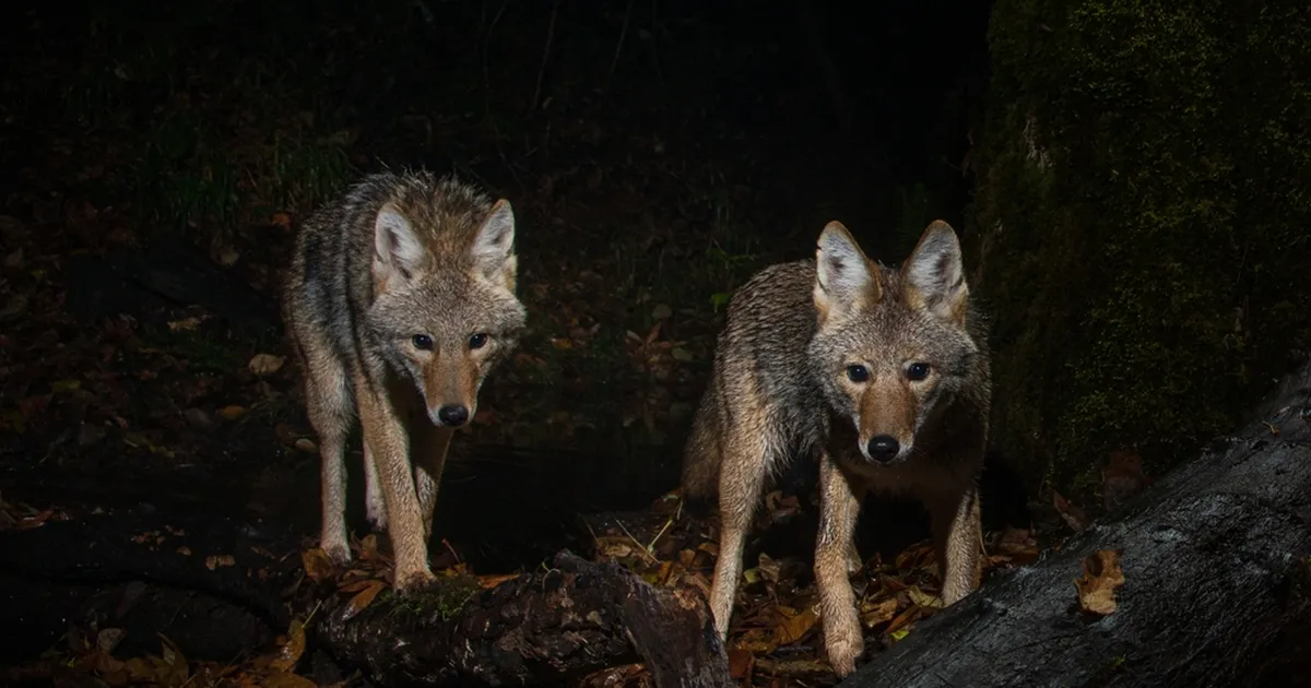 VIDEO ⟩ Chicago toidupoe külmalettide vahelt leiti ootamatu kiskja