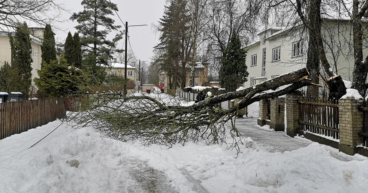 Murdunud puu vedeles kolm päeva kaablitel