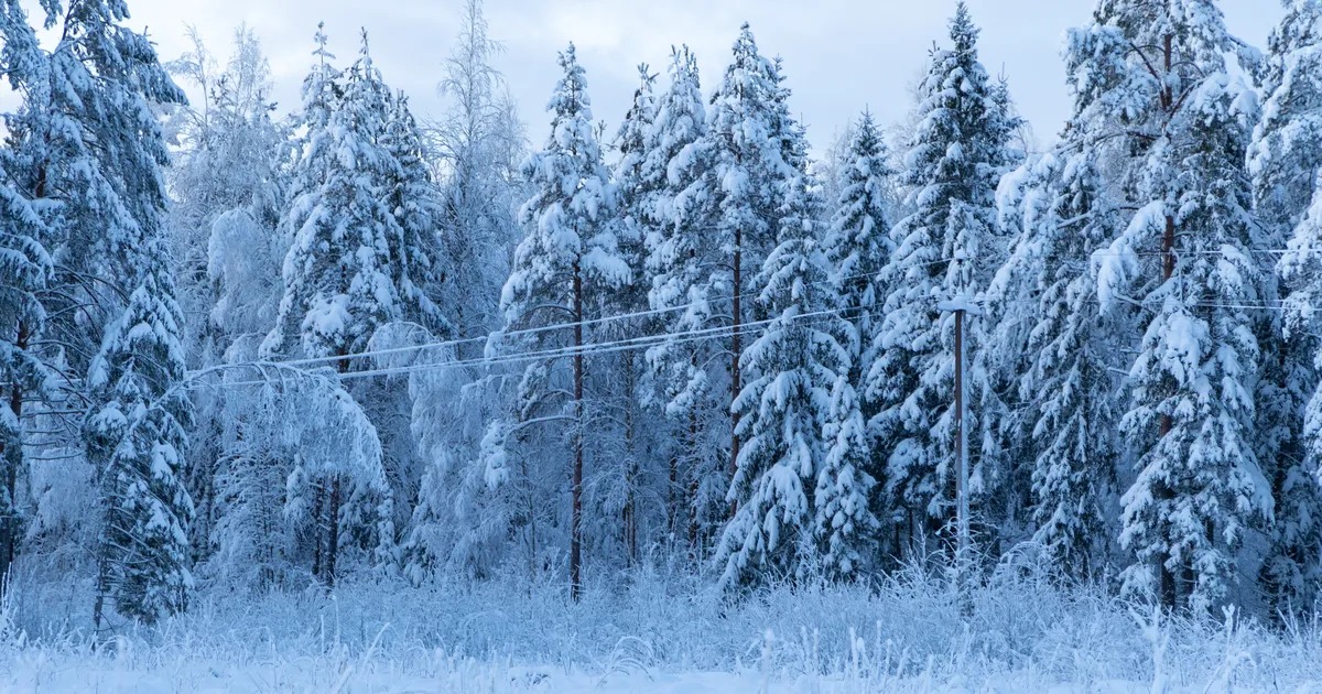 Läti hakkab rootslaste kontsernilt Vene piiri äärset metsa tagasi ostma