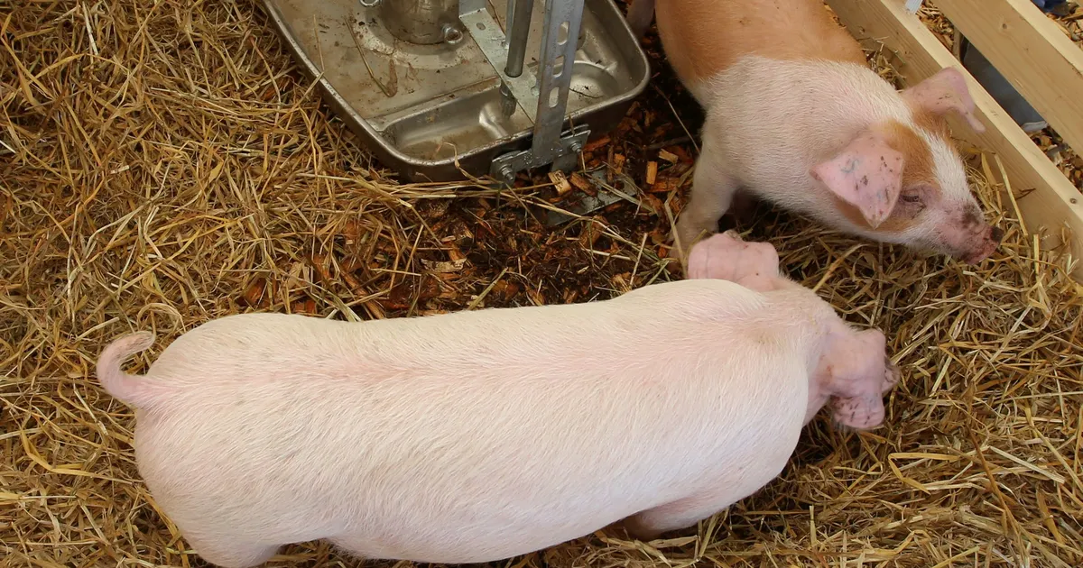 Suu- ja sõrataud on levinud Euroopasse: kõik nakatunud loomad hukati