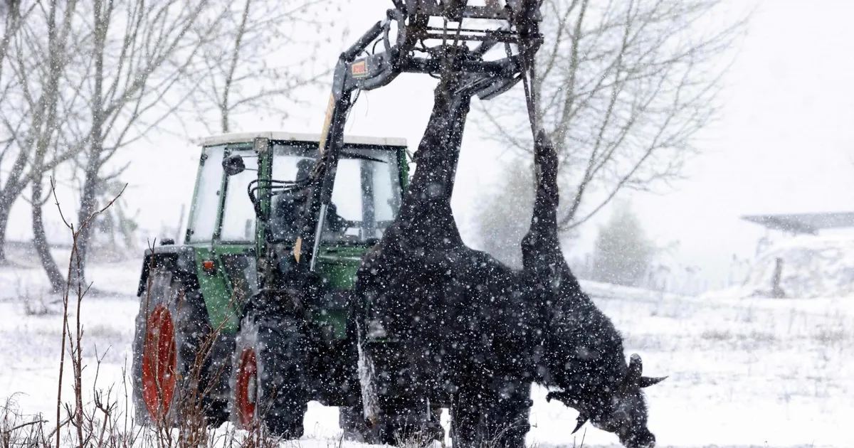 ÜLEVAADE ⟩ Saksa loomakasvatajad pelgavad suu- ja sõrataudi tõttu laostumist