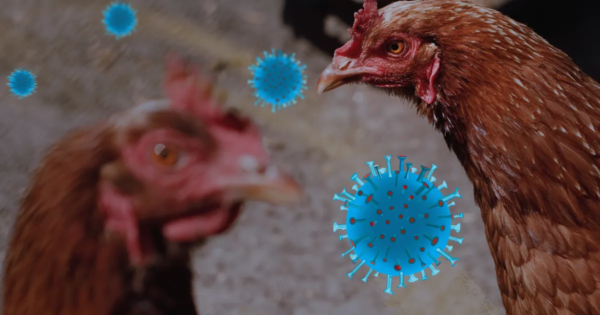 EHMATAV AVASTUS ⟩ Inimesele levinud linnugripp on muutunud ohtlikumaks