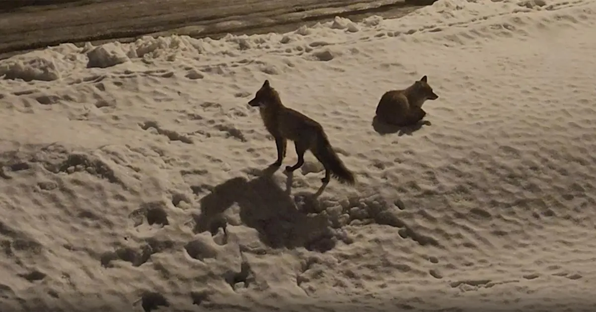 VIDEO ⟩ Rebasepaar sättis end linnas lumehange magama