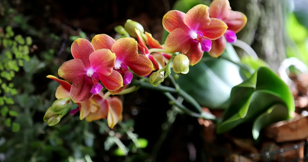 TUBASED TALITUSED ⟩ Kaunis ja vähenõudlik kuuking