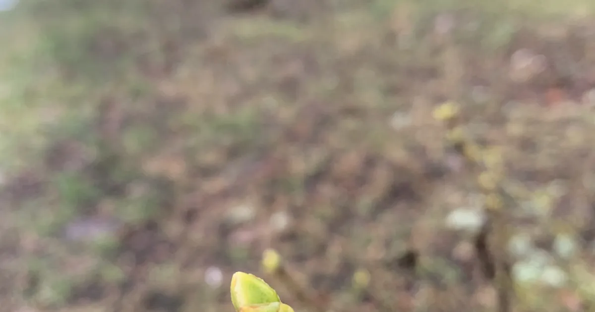 LOODUSKALENDER ⟩ Vaher annab mahla ja rongad teevad kukerpalle