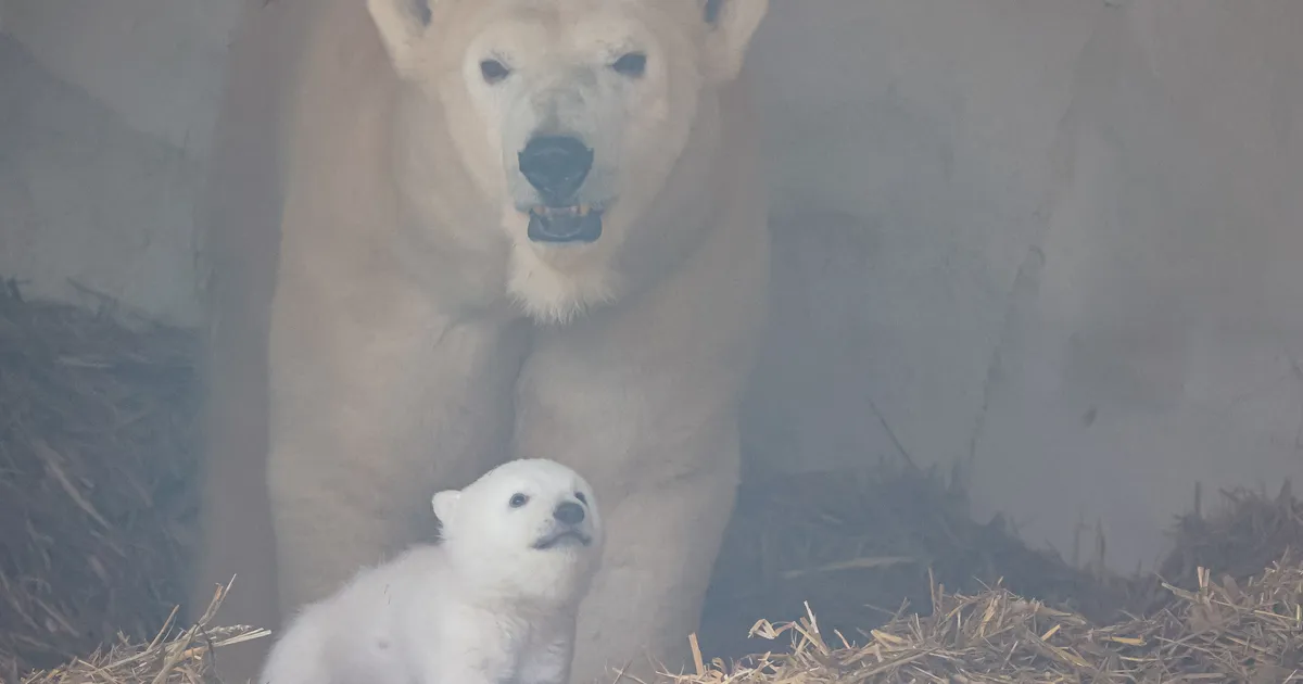 VIDEO ⟩ Saksamaa loomaaias nägi ilmavalgust imearmas jääkarupoeg