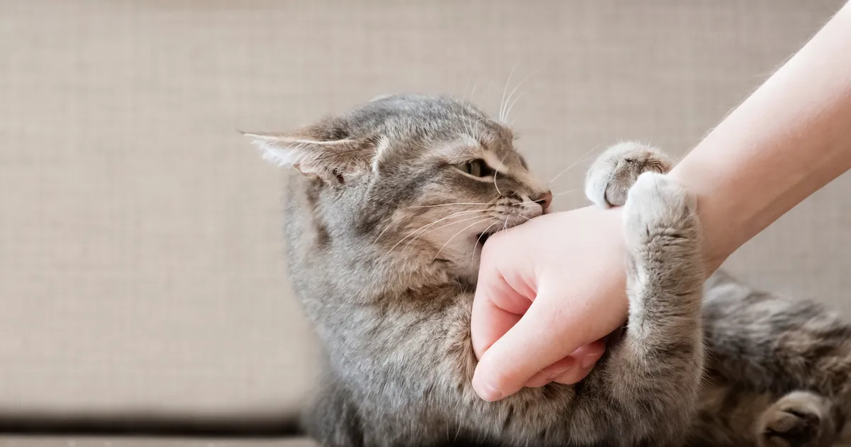 Loomaarst vastab: mida teha, kui kass inimest kiskja kombel pidevalt ründab?