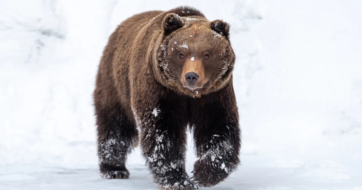 OOTAMATU VAATEPILT! ⟩ Pärnu linnas jäi fotole taliuinakust ärganud karu