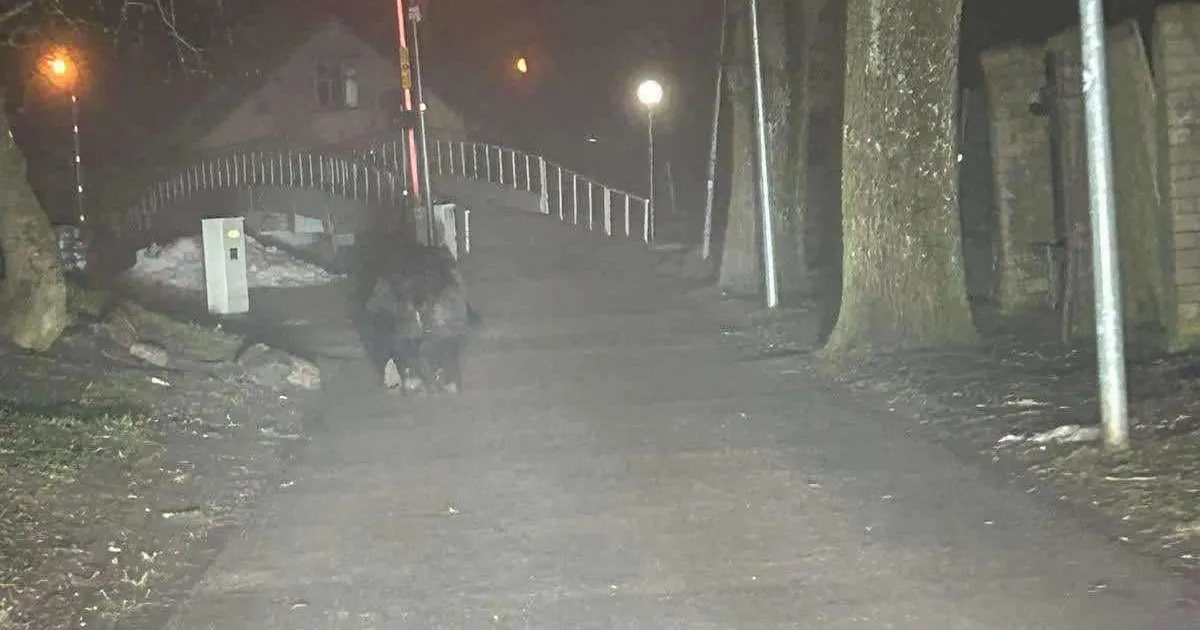 TOHOH! ⟩ Taliuinakust ärganud karu tuli Pärnu linna uudistama