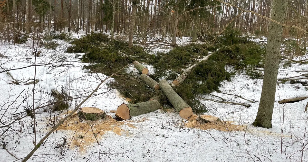 FOTOD ⟩ Rakveres läbiviidav ulatuslik metsaraie kurvastab kohalikke: enam ei leia isegi teed kelgumäele üles