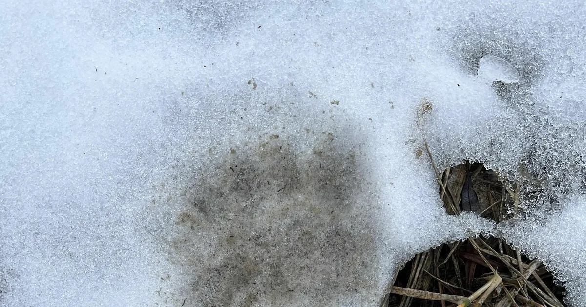 Pärnu Vallikäärus uidanud karu sulistas külmas jõevees ja sattus otse kaamerate silma ette