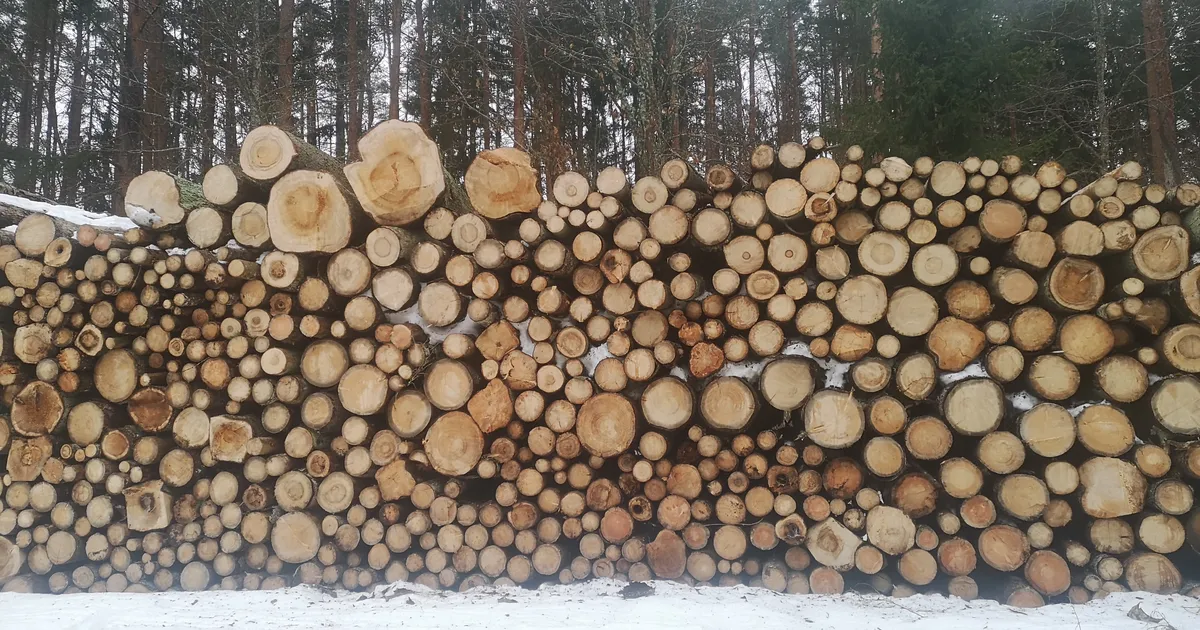 METSAVAIKUSE LÕPP ⟩ Traumeeriv raie Rakvere elurikkaimas metsas ja saemehe rahu: mina saan oma kaifi juba kätte!