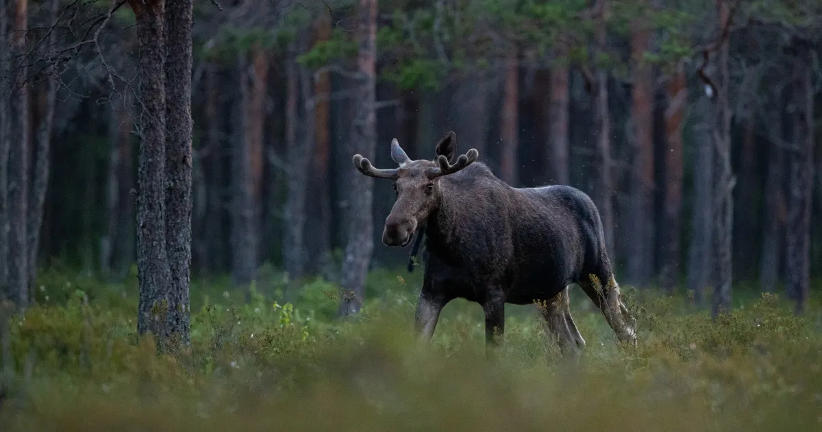 Aasta loom - põder: mudelliik rohekoridoride ja ulukipääsude planeerimisel