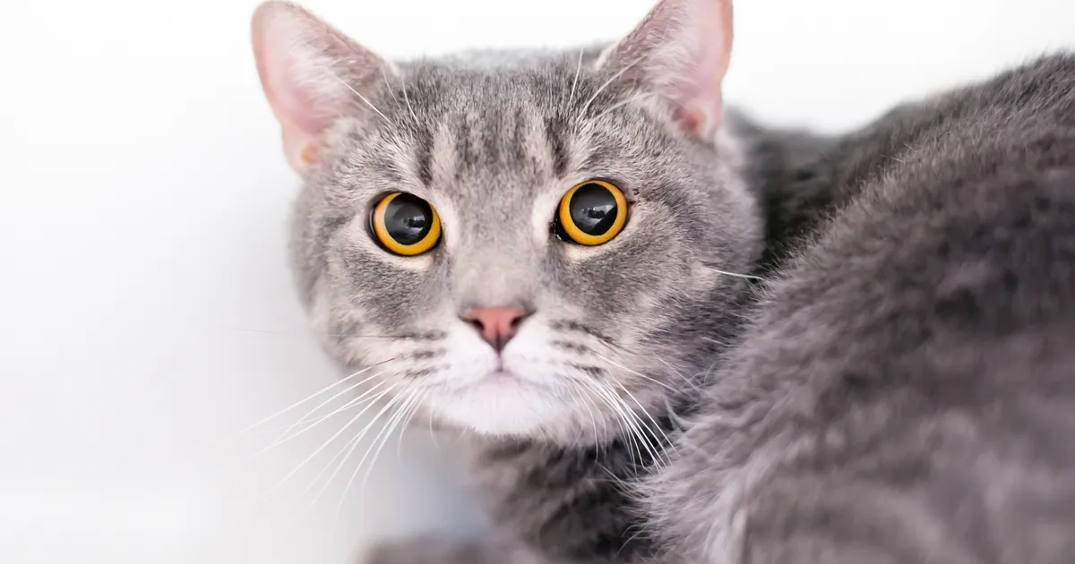 Loomaarst hoiatab: see on asi, mida kartliku kassi ees kindlasti teha ei tohi