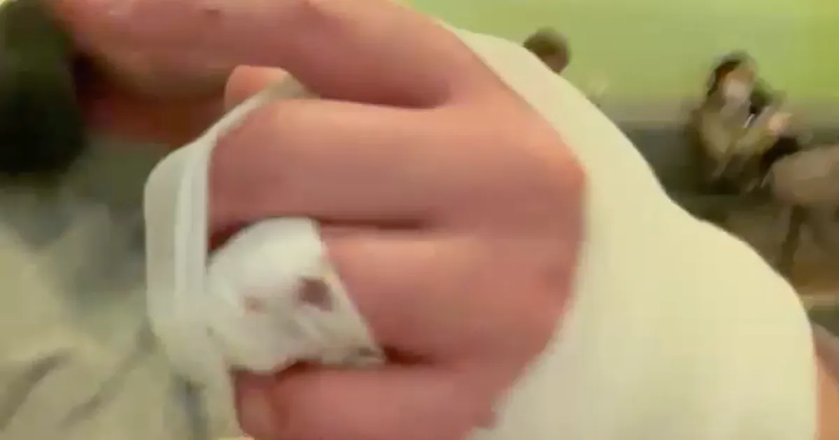 Politseikoeralt pureda saanud mees: «Haiglas öeldi, et paranemine võtab vähemalt kaks nädalat»