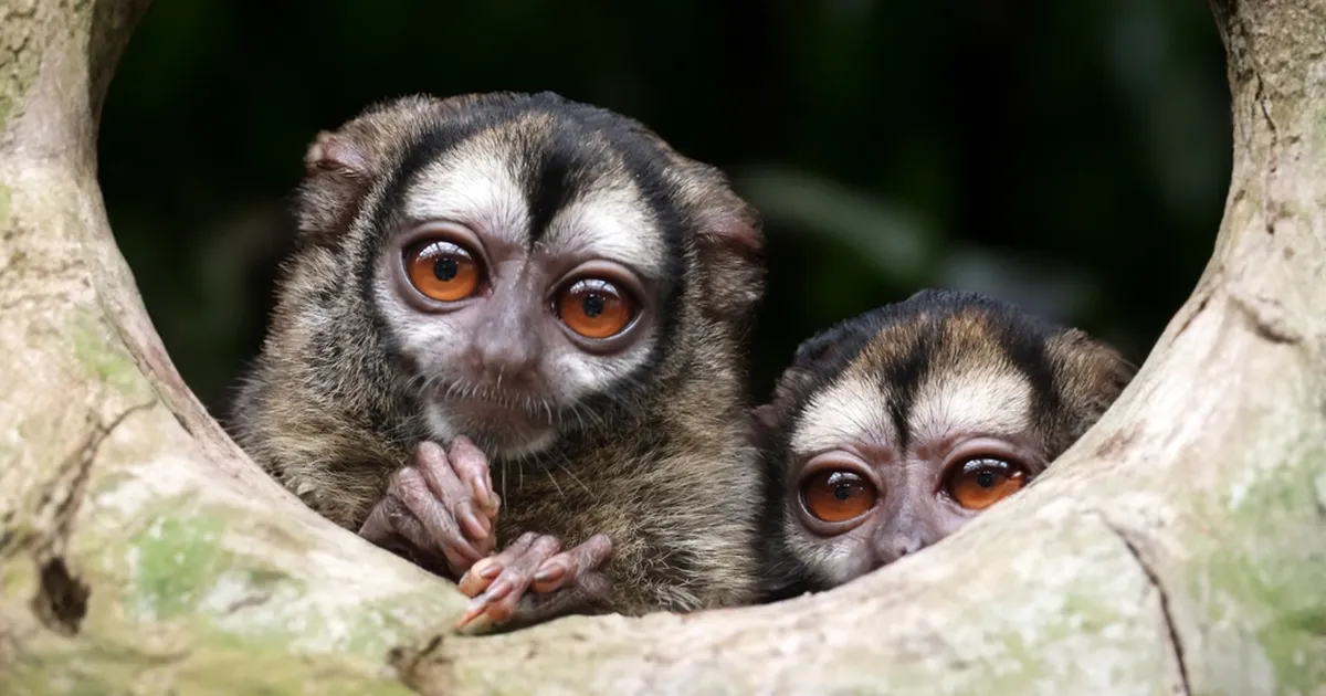 Autost välja sööstnud ahv ründas Starbucksi teenindajat