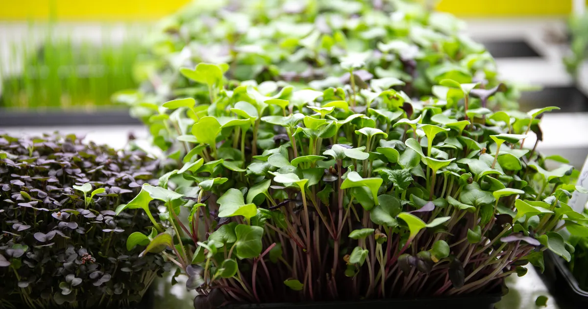 Kasvatame aknalaual endale vitamiinipommi