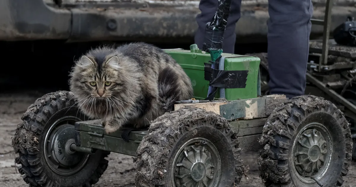 Ukrainlased meelitavad Vene sõdureid kassihäältega lõksu