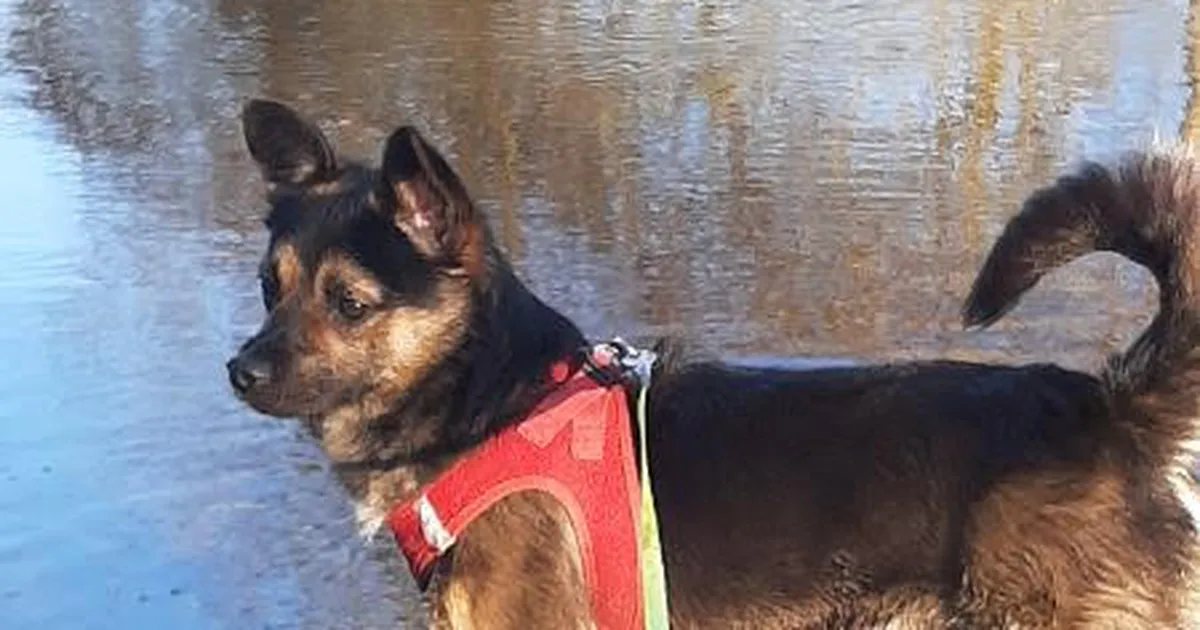 Tiktokkeri käest päästetud noor hundikoer Sam otsib taas uut kodu