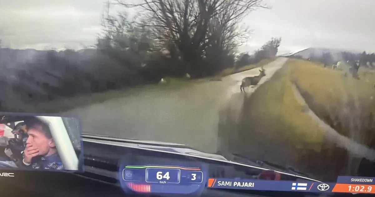 VIDEO ⟩ Soome ralliäss oleks testikatsel peaaegu metsloomad alla ajanud