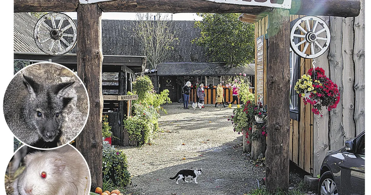 Juurikas. Rallimees ja loodus