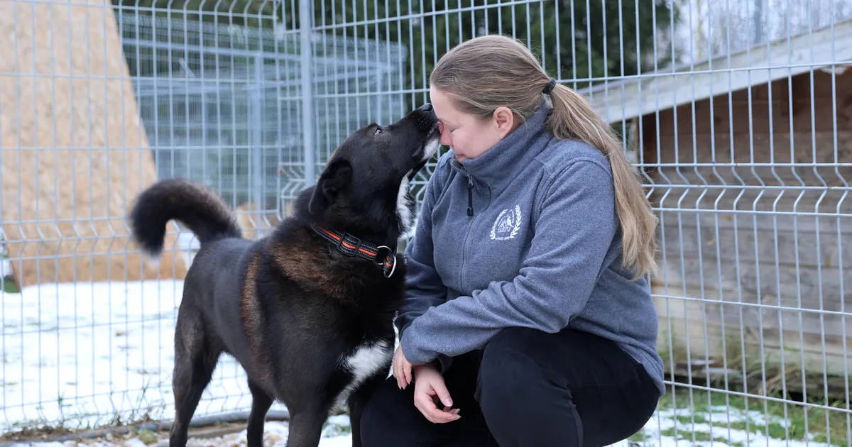 Koduta loomade varjupaika tabas iga-aastane koeralaine