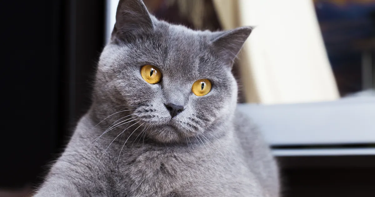 MÜSTEERIUM ⟩ Varjupaiga kassi kiipi kontrollides selgus midagi väga jahmatavat