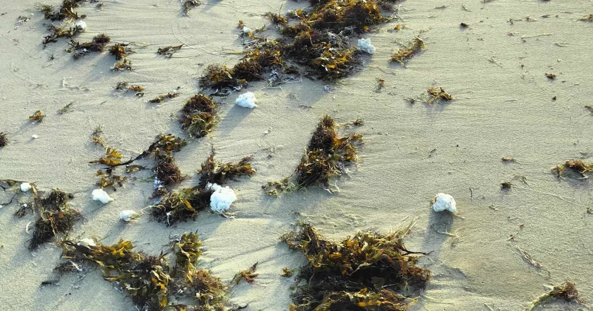 Loode-Eesti rannikult avastati tükkis ainet