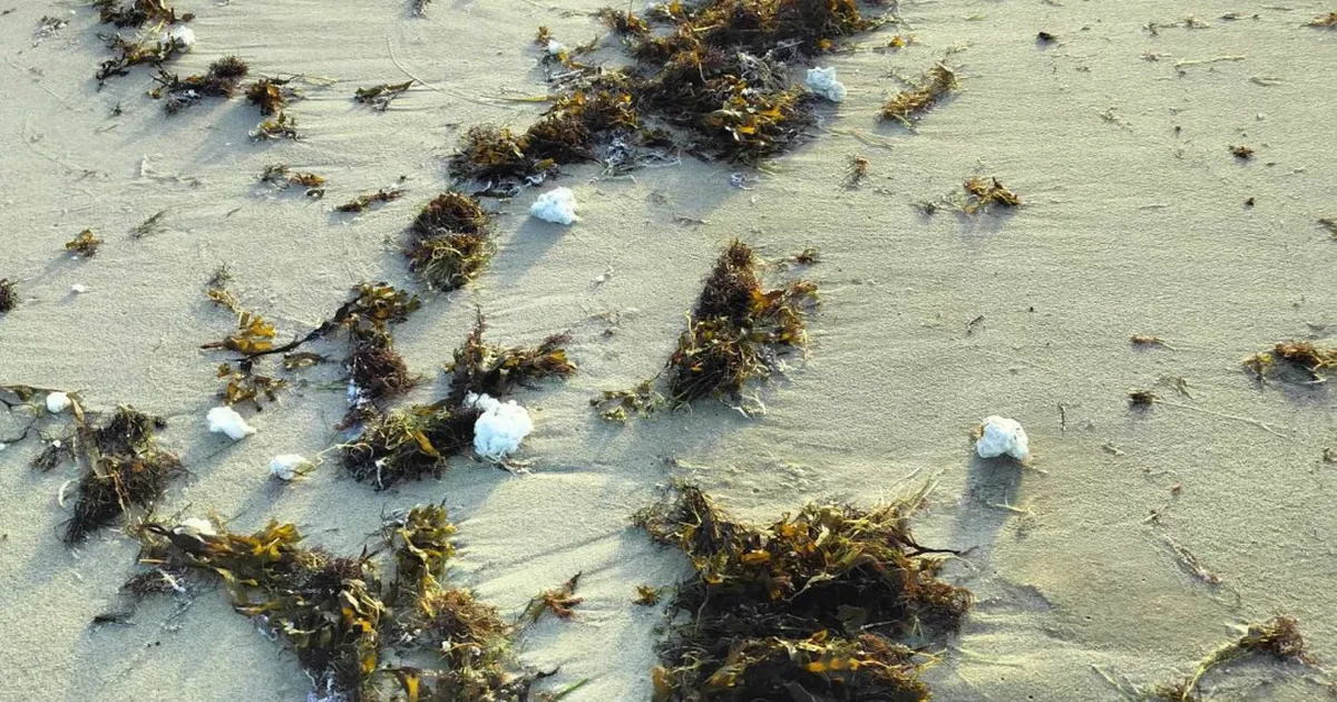 Meri uhtus Läänemaa randa rasvatükid